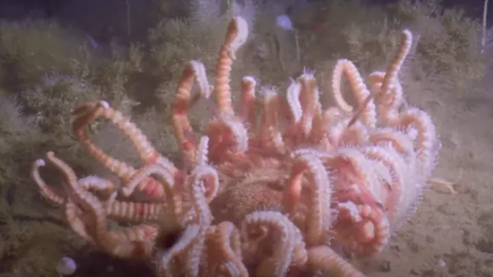 Des scientifiques explorent les endroits les plus profonds de la Terre et rencontrent l'"étoile de la mort".