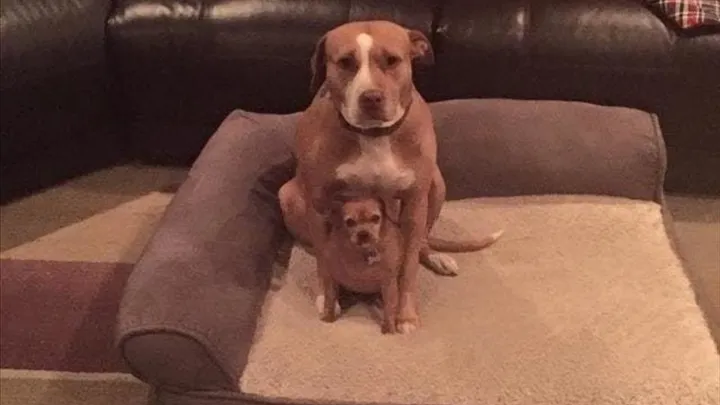 Esta pitbull se recusou a deixar o abrigo sem seu amigo chihuahua