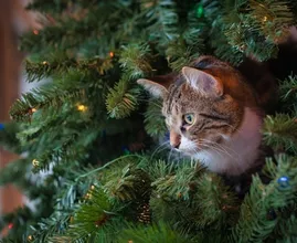 Dierenbescherming waarschuwt: ‘Pas op met je huisdier en de kerstboom’
