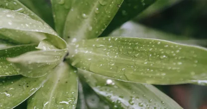 Handig: met deze tips droogt je tuin niet uit als je op vakantie bent