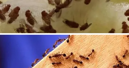 Hast du Silberfische, Fruchtfliegen oder Ameisen im Haus? DAS kannst du dagegen tun!