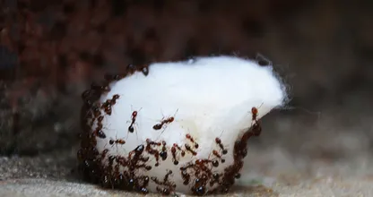 Yuck, ants in the house! With THIS natural remedy from your kitchen cupboard you will never see them again!