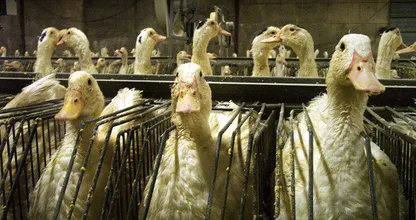 Staat er bij jou misschien ook foie gras op het kerstmenu? ZO wordt het bereid...