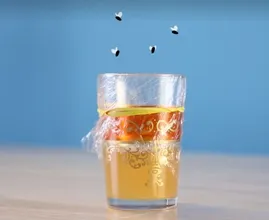 Das sind die 5 effektivsten Fallen gegen Fruchtfliegen