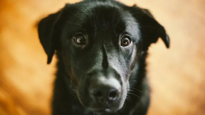 Triest: zwangere hond Jip werd nooit opgehaald uit het hondenpension
