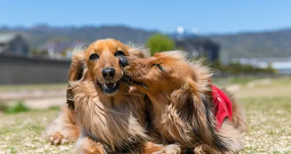 Dogs come together for one final goodbye