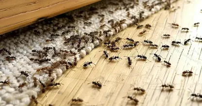 ¿Problemas con las hormigas en su jardín o incluso en su casa? ¡Estos trucos funcionan!