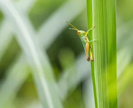 This is why you should add insects to your diet