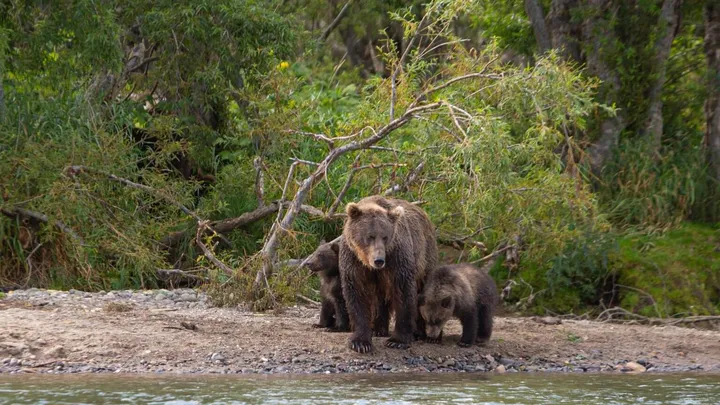 小さな赤ちゃんグマを救った男性に対し、母親のクマが取った非常に驚くべき行動