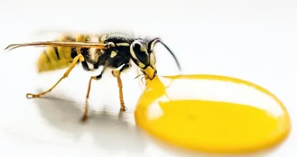 Gruwelijke hekel aan wespen? Dankzij deze tips houd je ze op afstand!