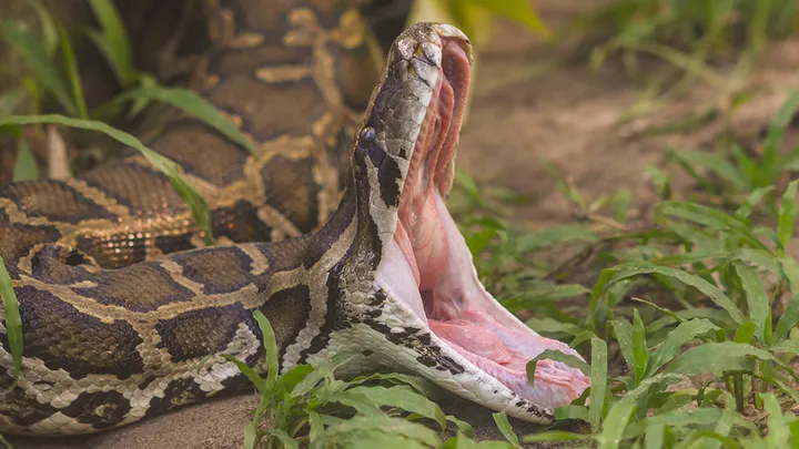 ¡Estos trabajadores encontraron una serpiente gigante - no creerás lo que encontraron dentro!