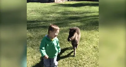 Dit mini-paardje achtervolgt een klein jongetje, wat er dan gebeurt doet je hart smelten!