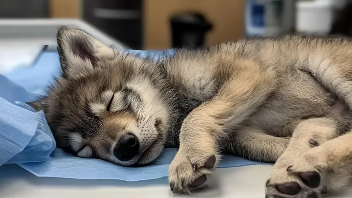 Frau folgt Wolf ins Meer, nachdem er sich ihr am Strand genähert hat - was sie fand, brach ihr das Herz