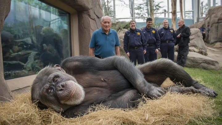 Vovô escorrega para dentro do recinto dos chimpanzés - o que os tratadores do zoológico testemunham em seguida é impressionante!