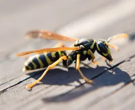 This is the terrifying reason why you shouldn't kill a wasp
