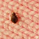 Got an itch? You might have bedbugs: these are the symptoms