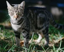 Je kat kan urenlang boos op je blijven nadat je dit doet