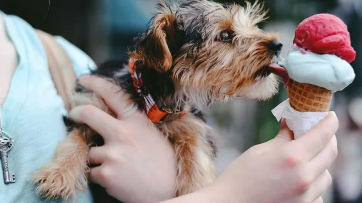 Krijgt jouw hond of kat de juiste voeding? Let op deze 4 signalen