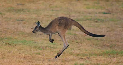 Australische man overleden na aanval van kangoeroe
