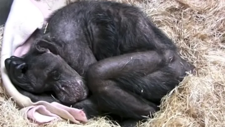  Vídeo conmovedor: Este chimpancé de 59 años se despide de un viejo amigo