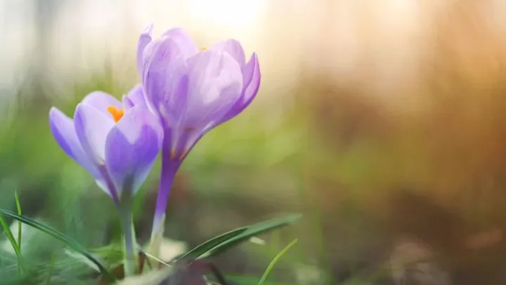Zacht lenteweer op komst! Eind deze week mogelijk tegen de 15 graden