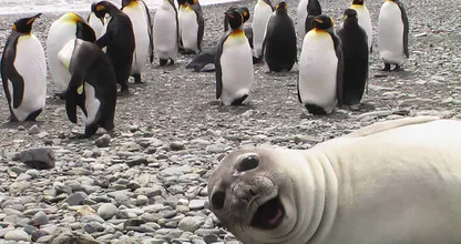 Hilarisch: deze dieren willen wel héél graag op de foto... Vooral bij #5 lachen wij dubbel!