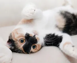 Bank vol dierenhaar? Deze goedkope en simpele oplossing heb je al in huis