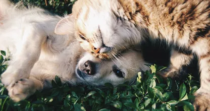 Untersuchungen zur Folge ist dies der Unterschied zwischen Hunde- und Katzenmenschen.
