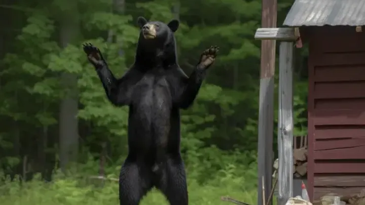Urso acena para a família todas as manhãs - um dia, o pai faz uma descoberta chocante