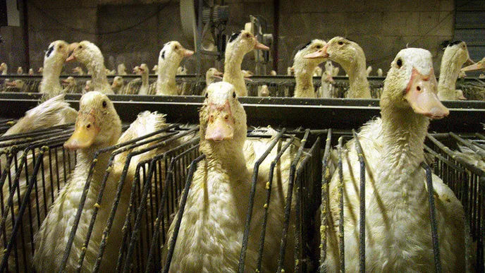 Staat er bij jou misschien ook foie gras op het kerstmenu? ZO wordt het bereid...