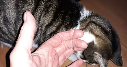 Waarschuwing voor kattenbaasjes: kater komt thuis met strop om zijn nek