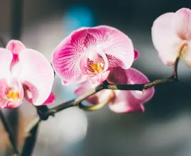 So pflegst du Orchideen richtig, damit sie wieder schön aufblühen