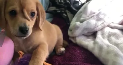 極寒の地で捨てられた頭にしっぽが付いている犬が救出される