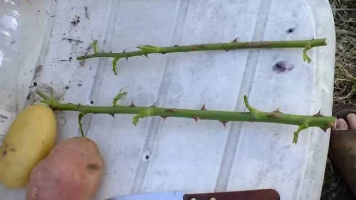 Guarda cosa succede in una settimana se infili una rosa in una patata! Incredibile!