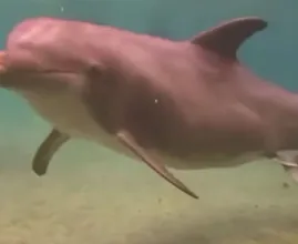 Deze dolfijn gedroeg zich vreemd in het water en toen ontdekten duikers waarom