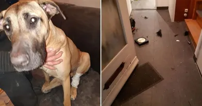 Vreselijk: hond en baasje gewond door vuurwerk in brievenbus