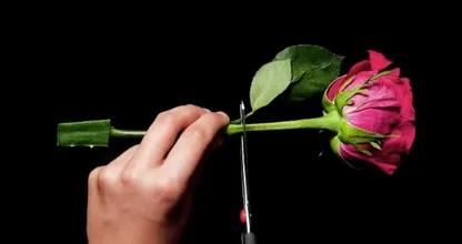 Pour faire pousser de belles roses, insérez une tige de rose dans une feuille d’aloe Vera