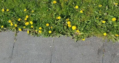 Kom van paardenbloemen af in de tuin met dit simpele trucje