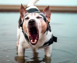Om deze redenen kan je hond soms agressief reageren als er andere honden in de buurt zijn