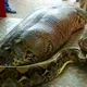 作業員が巨大ヘビを発見-中に入っていた驚愕のモノとは！？