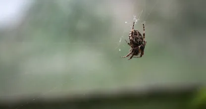Geen zin in spinnen in huis? Zet dan DIT plantje neer op de plekken waar ze vaak verschijnen!