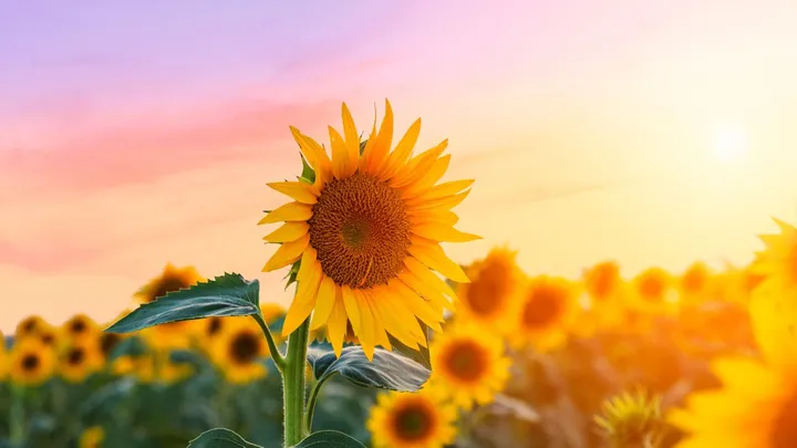 Aha! Zo blijven zonnebloemen langer mooi én zaai je ze zelf