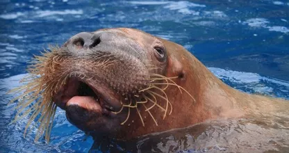 Doden 'zwervende' walrus Freya leidt tot geschokte reacties