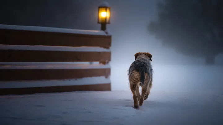 Elderly Woman Falls in Fog – What a Stray Dog Does Next Will Blow Your Mind!