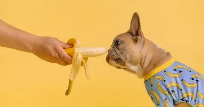 Deze Instagram met snackende honden is geweldig en wil je direct volgen