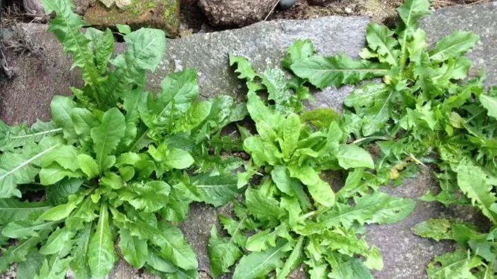 Op een milieuvriendelijke manier onkruid verwijderen? Dit zijn 3 manieren