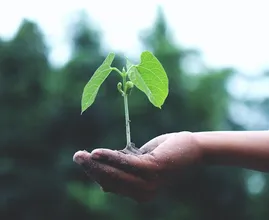 Met deze handige tips wordt het verpotten van je kamerplanten een eitje