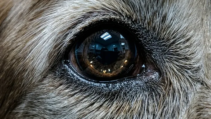 Il cane viene portato all'eutanasia - pochi minuti dopo accade qualcosa di inaspettato..