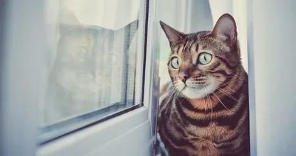 Dierenbescherming waarschuwt kattenbaasjes: 'Heb je een kiepraam? Zorg voor raambeveiliging'