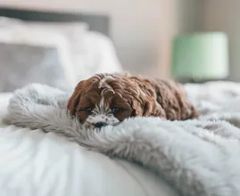 Is jouw hond bang voor onweer? 5 tips om je viervoeter te helpen